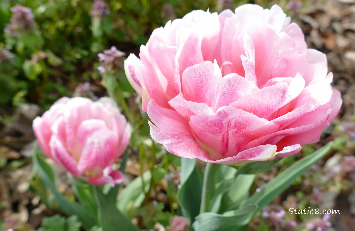 Pink, double petal Tulip blooms