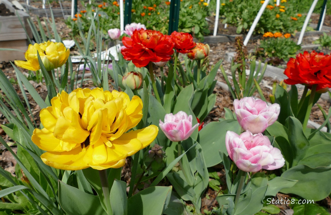 Double petal Tulips in in yellow, pink and red blooms