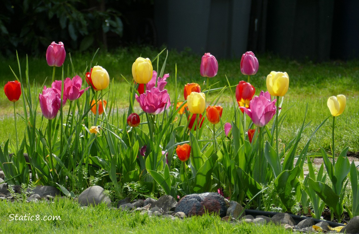 Different coloured Tulip blooms in row