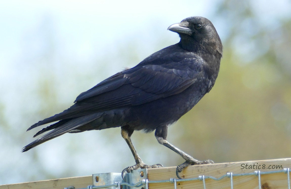 Crow standing on a wood fence