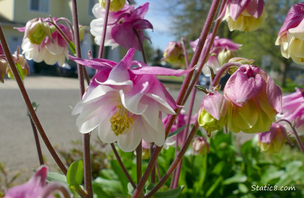 Columbine blooms in white and pink