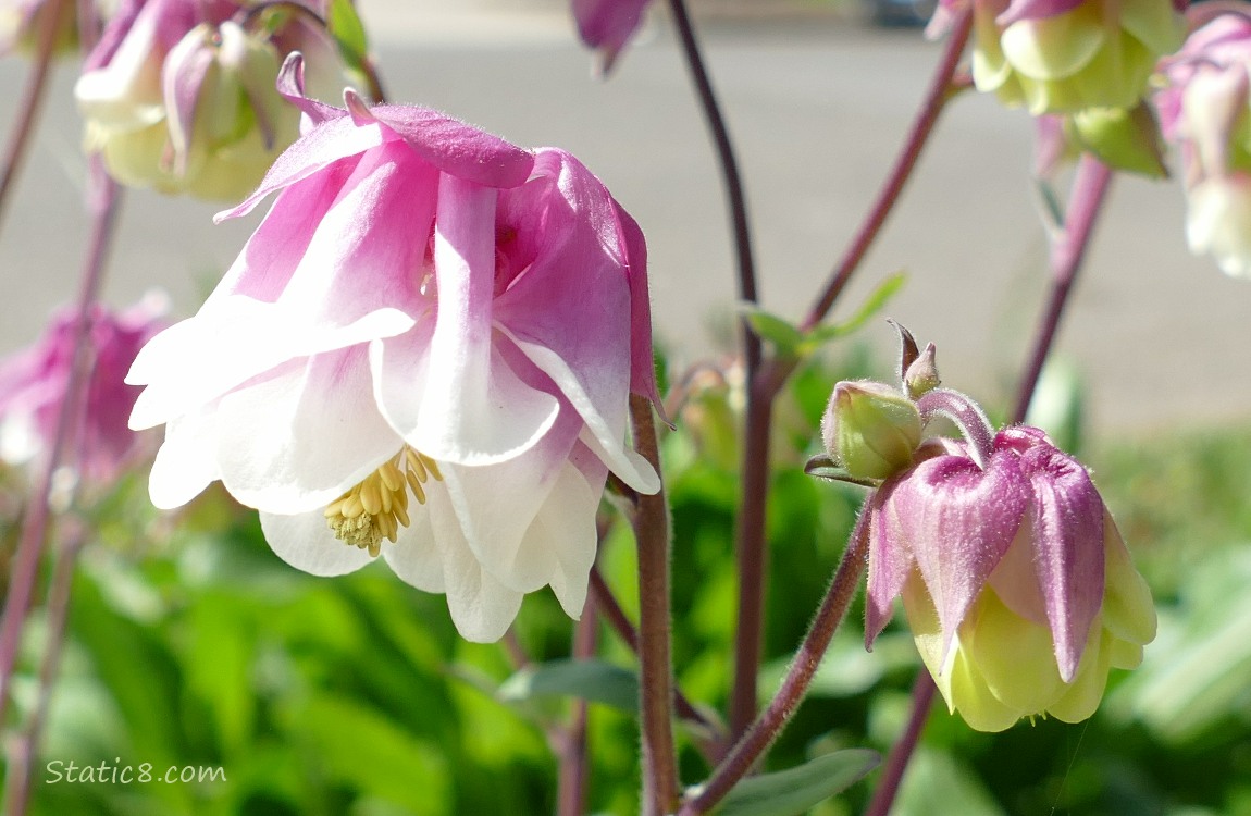 Columbine blooms in white and pink