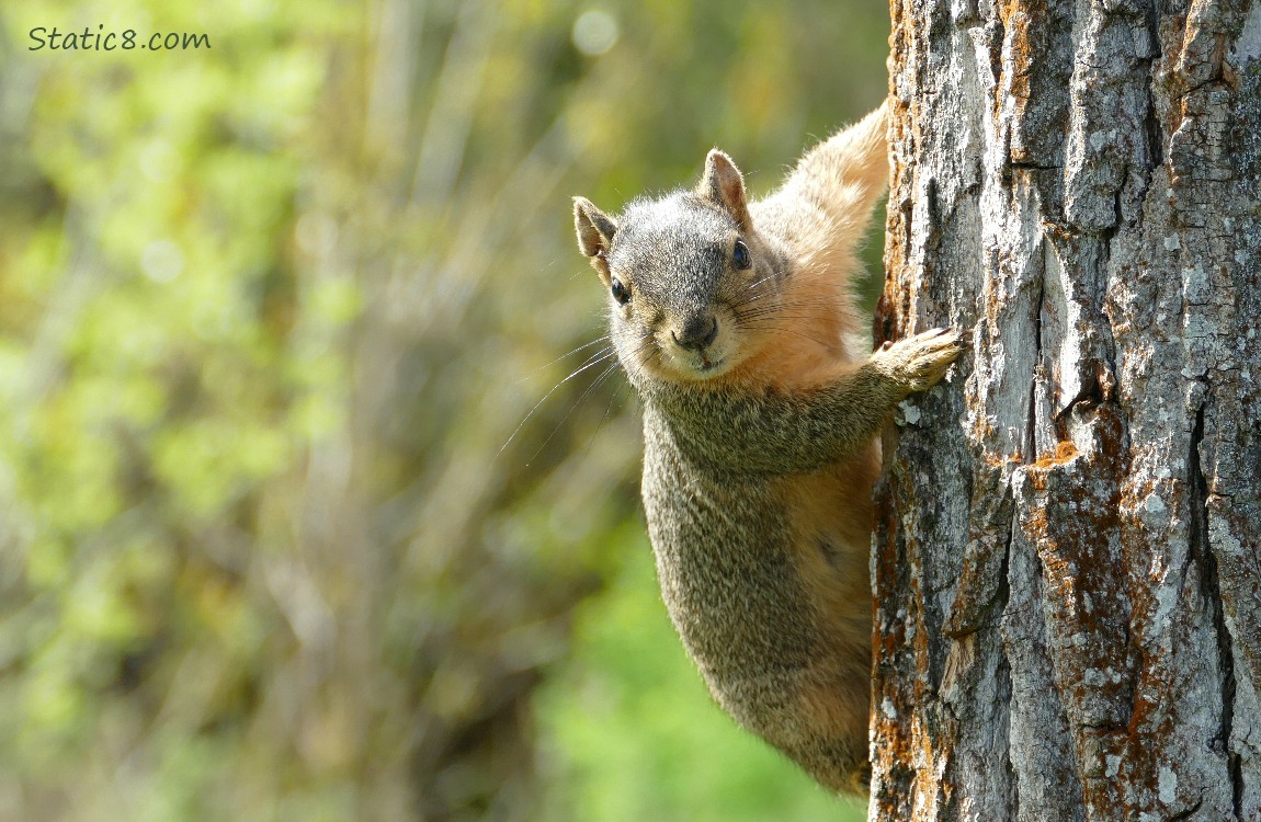 Squirrel looking from the side of a tree trunk