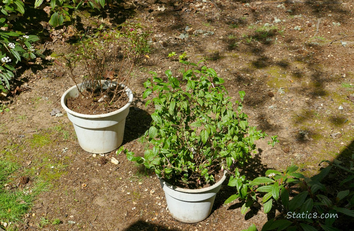 Potted Fuchsias on bare dirt