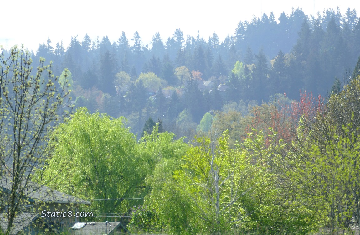 Spring trees with trees in the distance