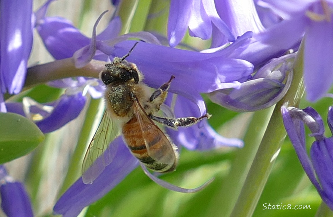 Honey Bee hanging from a Spanish Bluebell bloom