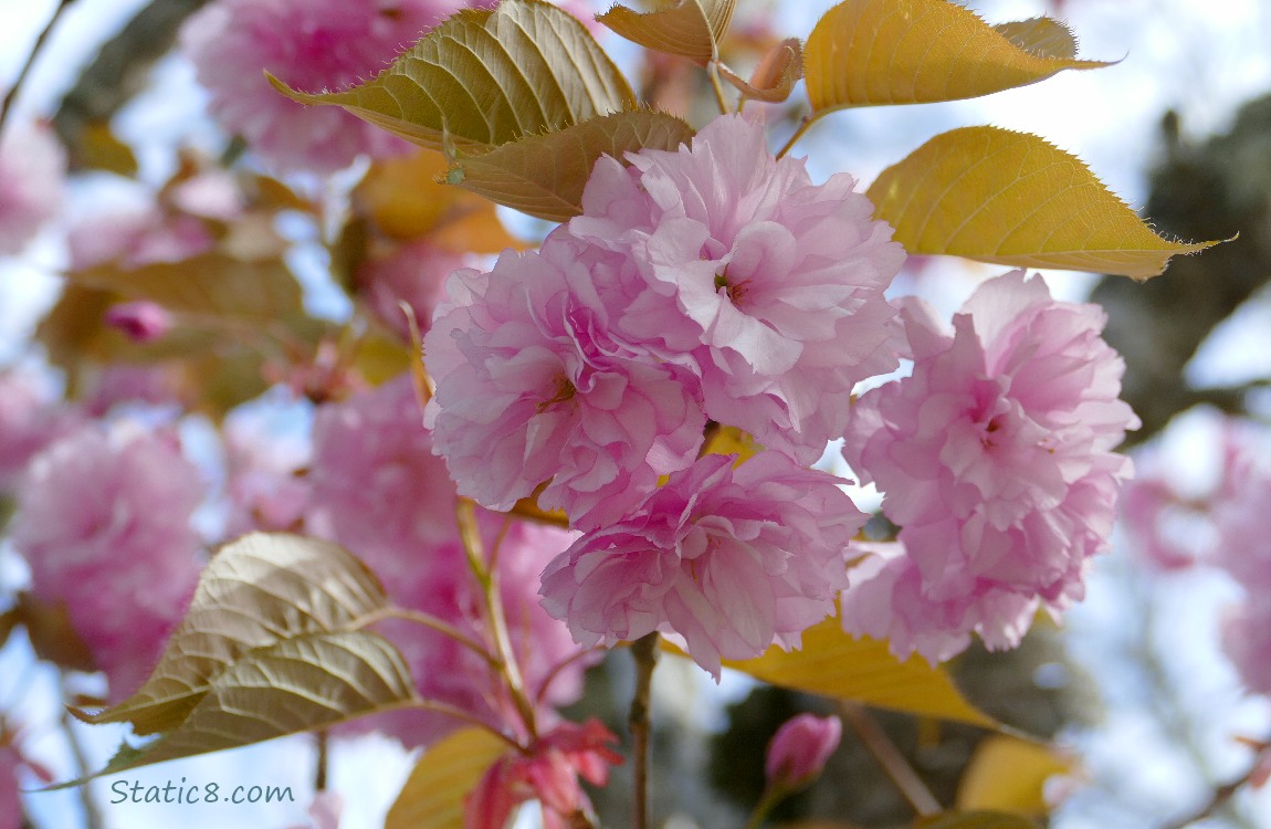 Pink double petal Cherry Blossoms