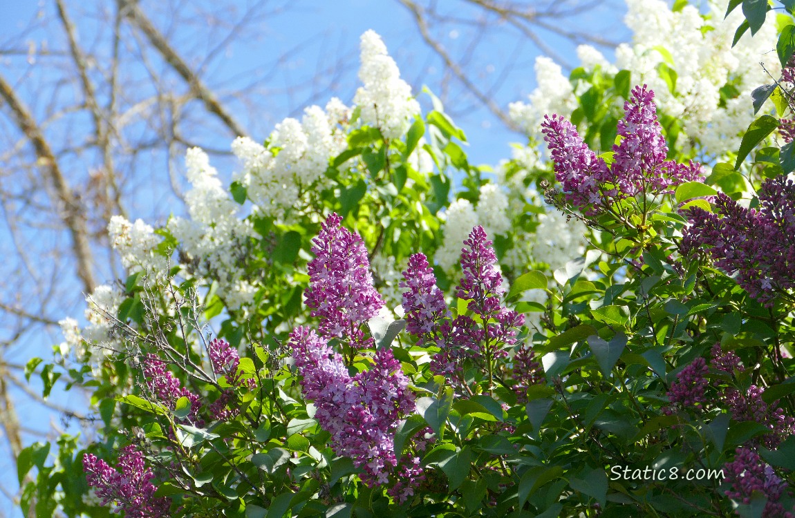 White and purple Lilac blooms under the blue sky