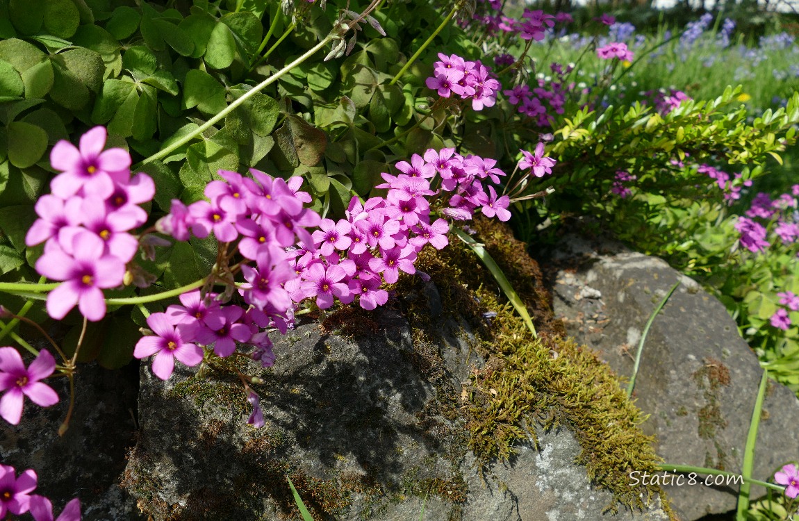 Pink Sorrel blooms over a decorative rock