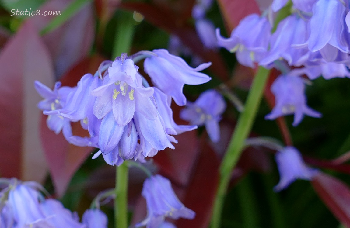 Spanish Bluebell blooms