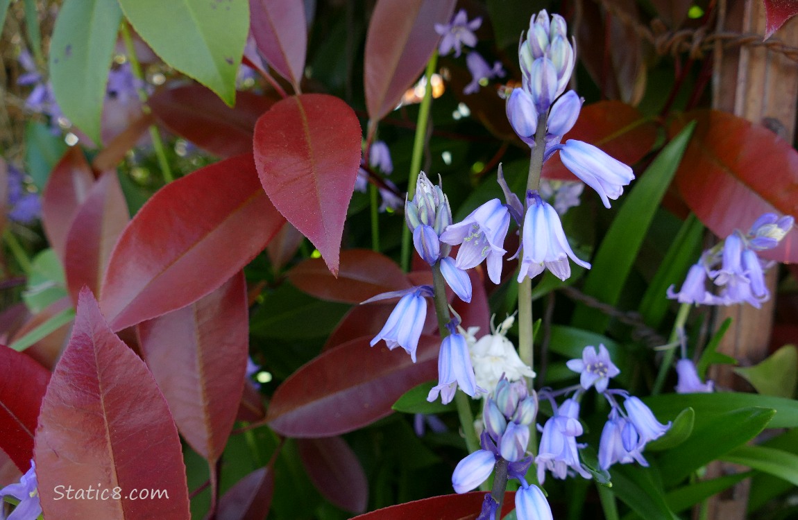 Spanish Bluebell blooms next to red leaves of a bush