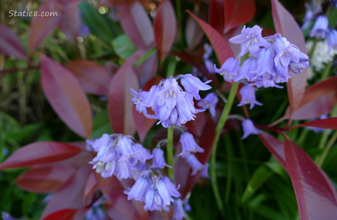 Spanish Bluebell blooms next to red leaves of a bush