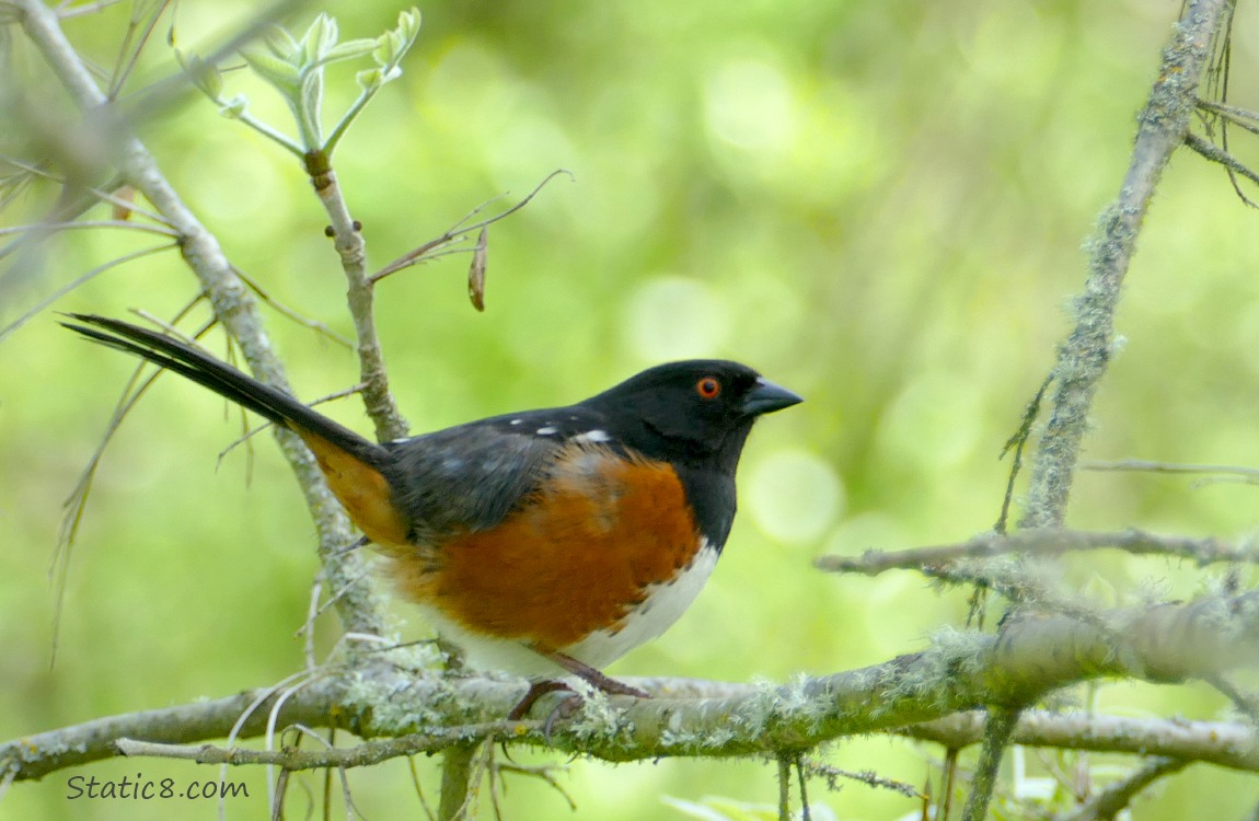 Towhee standing on a twig
