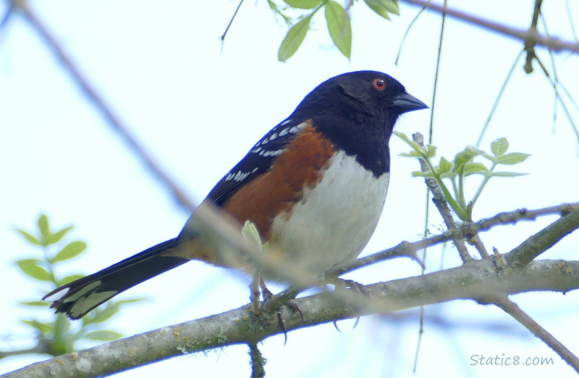 Towhee standing on a twig