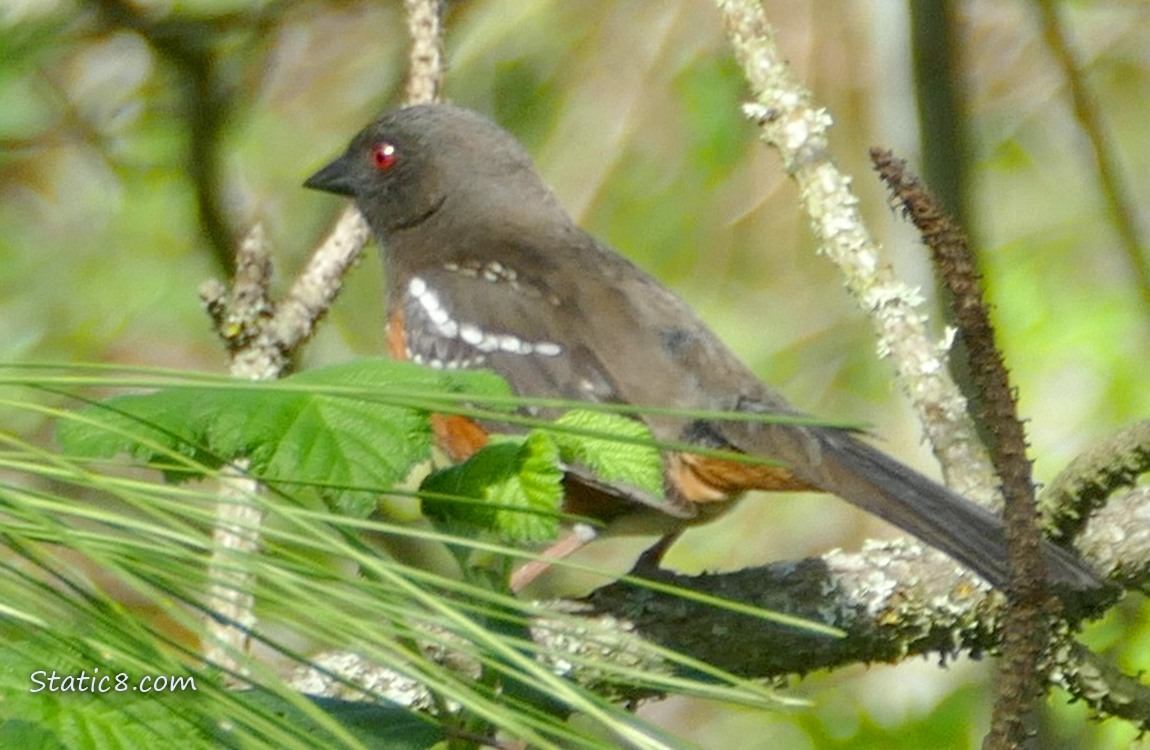 Towhee standing on a twig