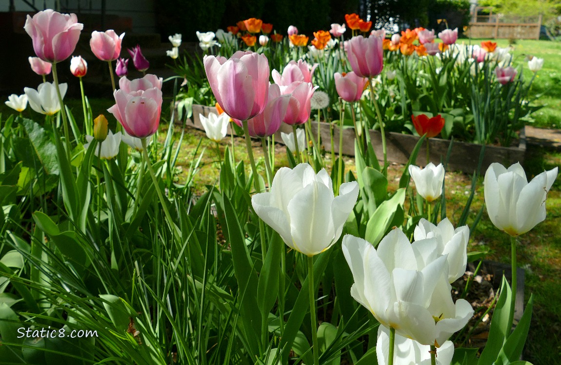 Tulip blooms in many colours