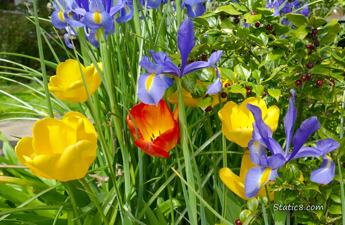 Yelow Tulip blooms with blue irises