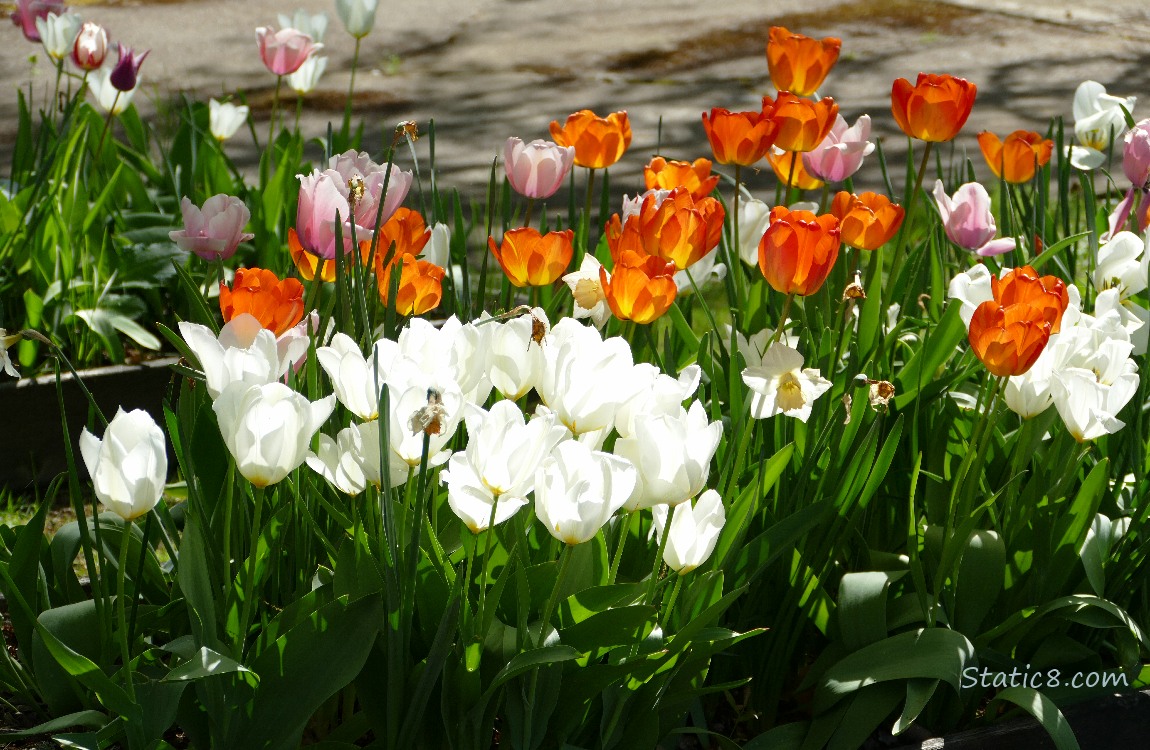 White Tulips in the sunlight