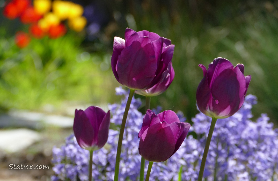 Purple Tulip blooms in front of Spanish Bluebells