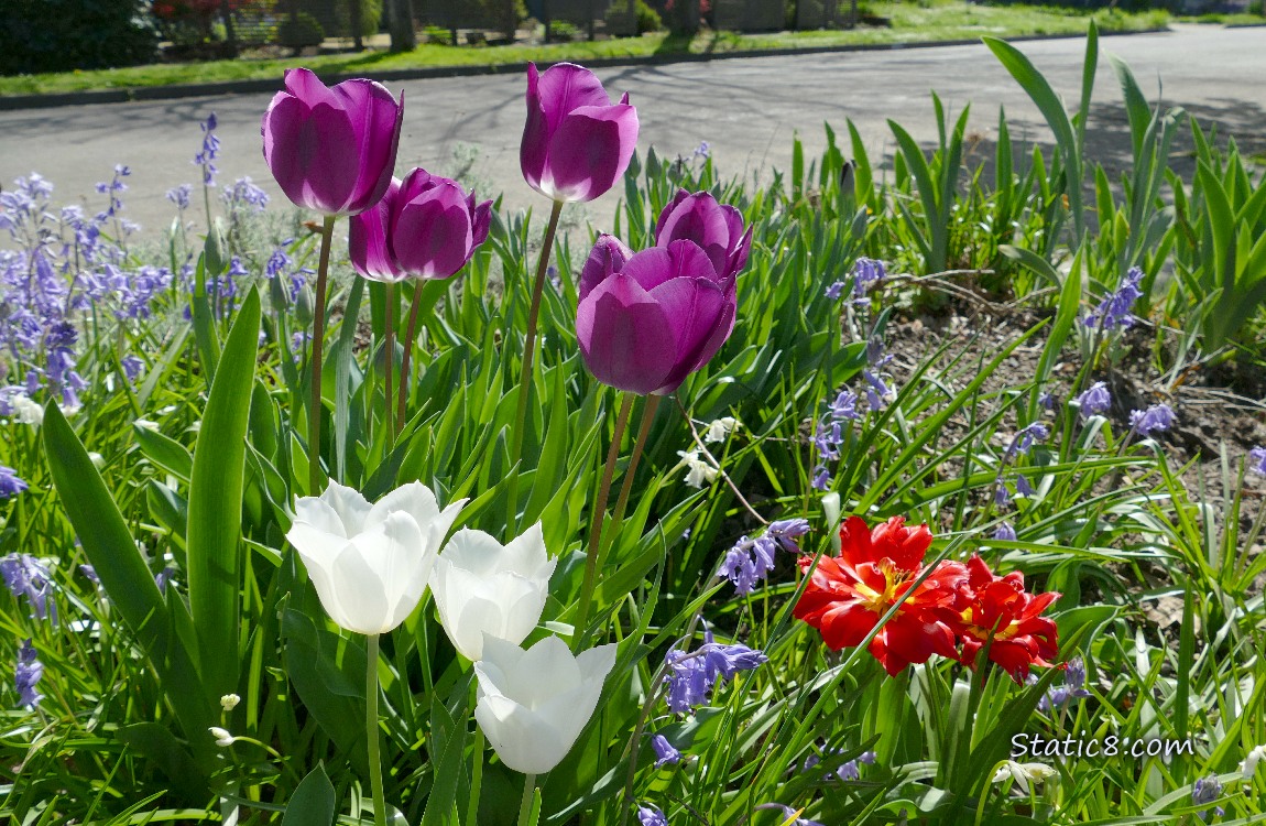 Purple, white and red Tulip blooms with Spanish Bluebells