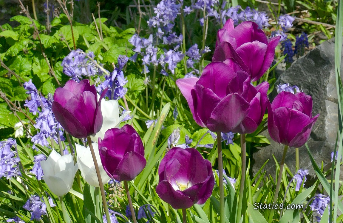 Purple tulip blooms with Spanish Bluebells