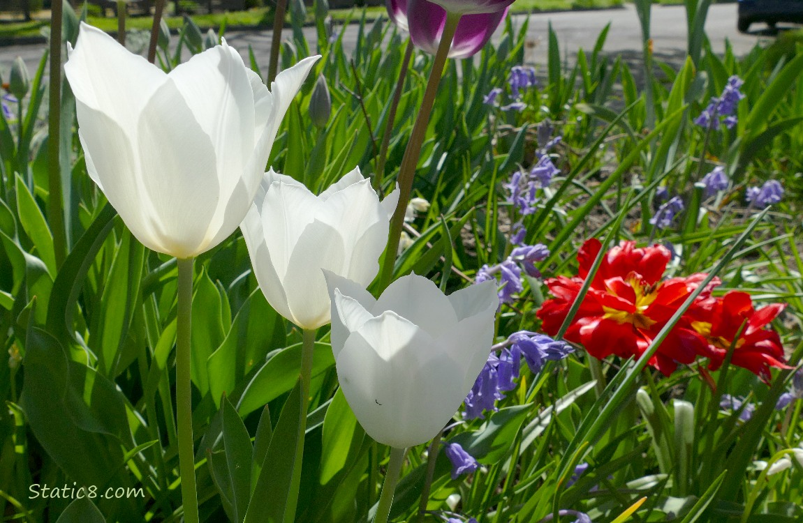 White Tulip blooms with red tulips