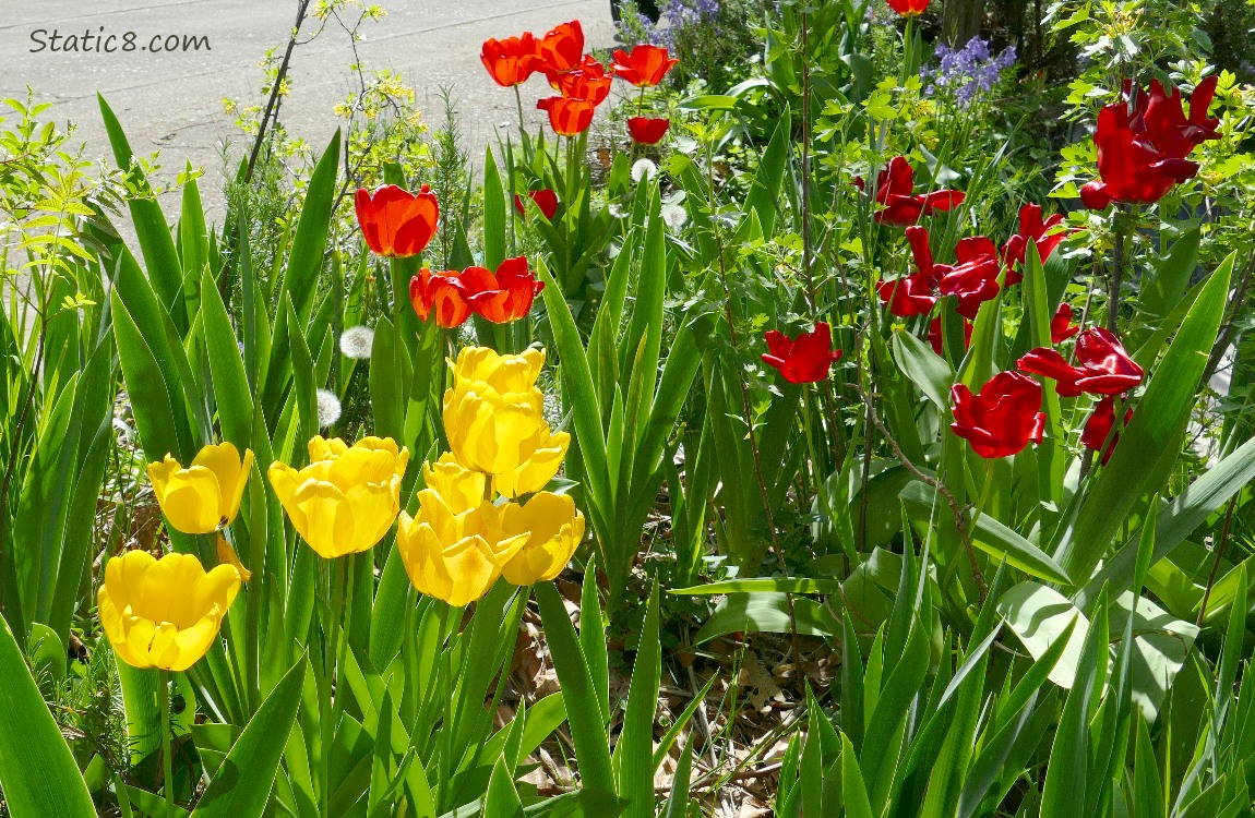 Yellow Tulips in front of red Tulips