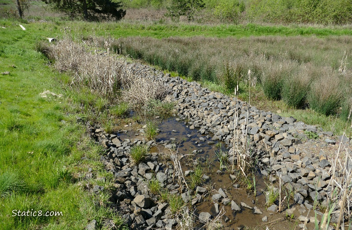Bioswale