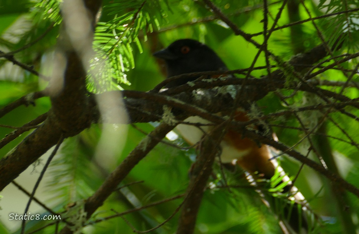 Blurry Towhee behind sticks in the forest