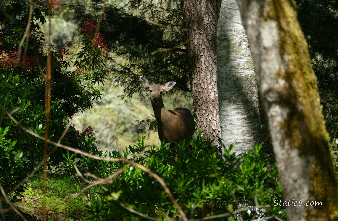 Black Tail Deer in the forest