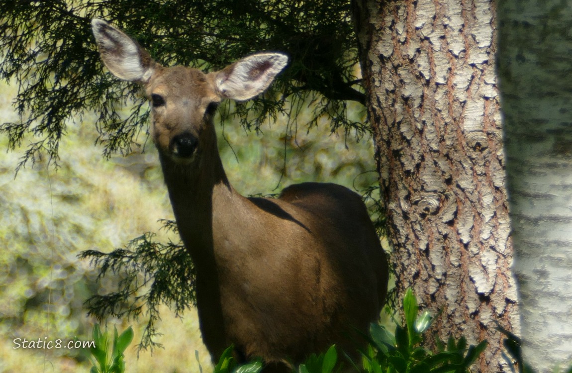 Close up of Black Tail Deer in the forest