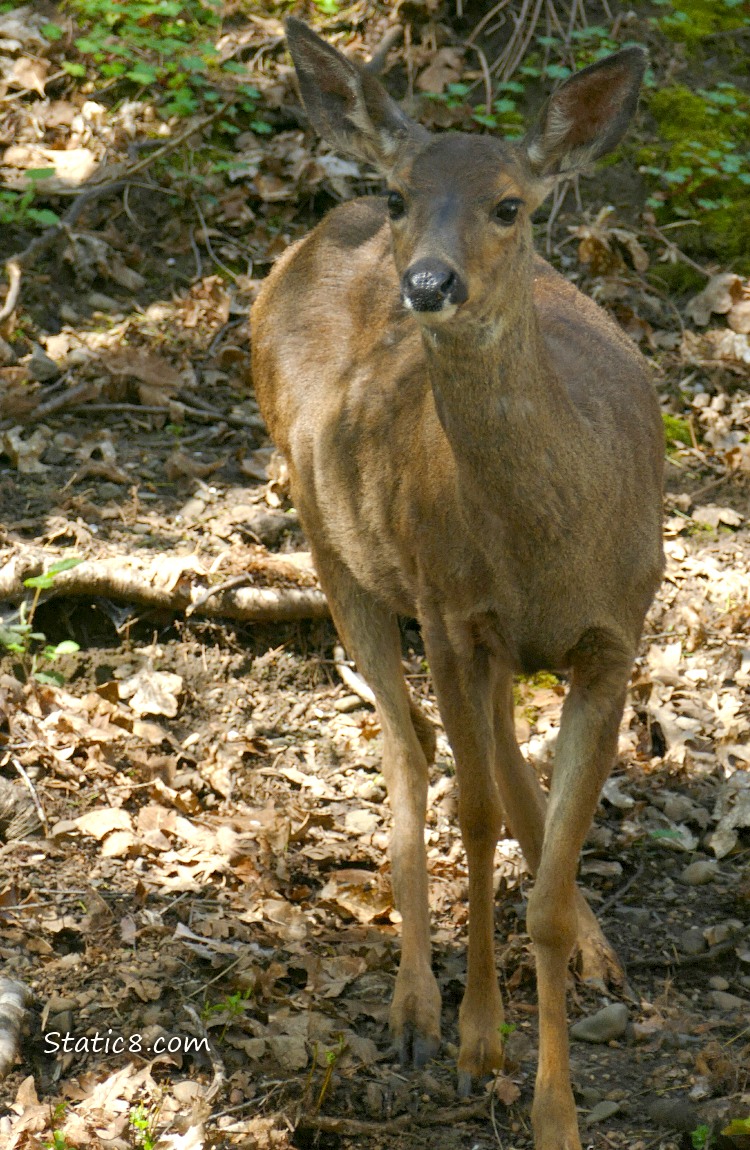Black Tail Deer standing in the forest