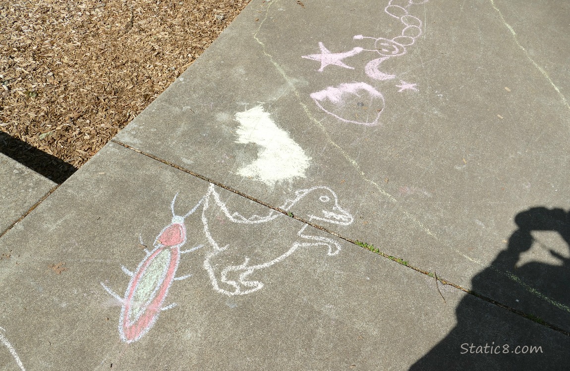 Sidewalk chalk drawn bugs and trex