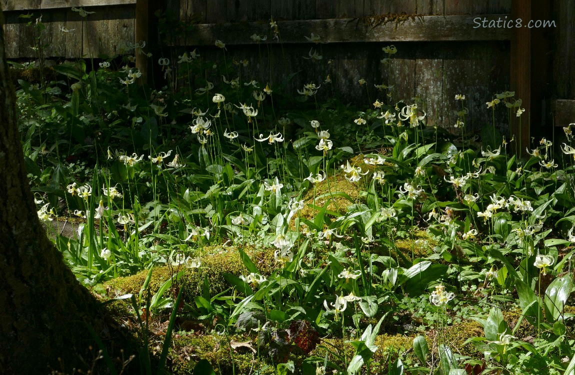 Patch of blooming Fawn Lilies in a sun beam
