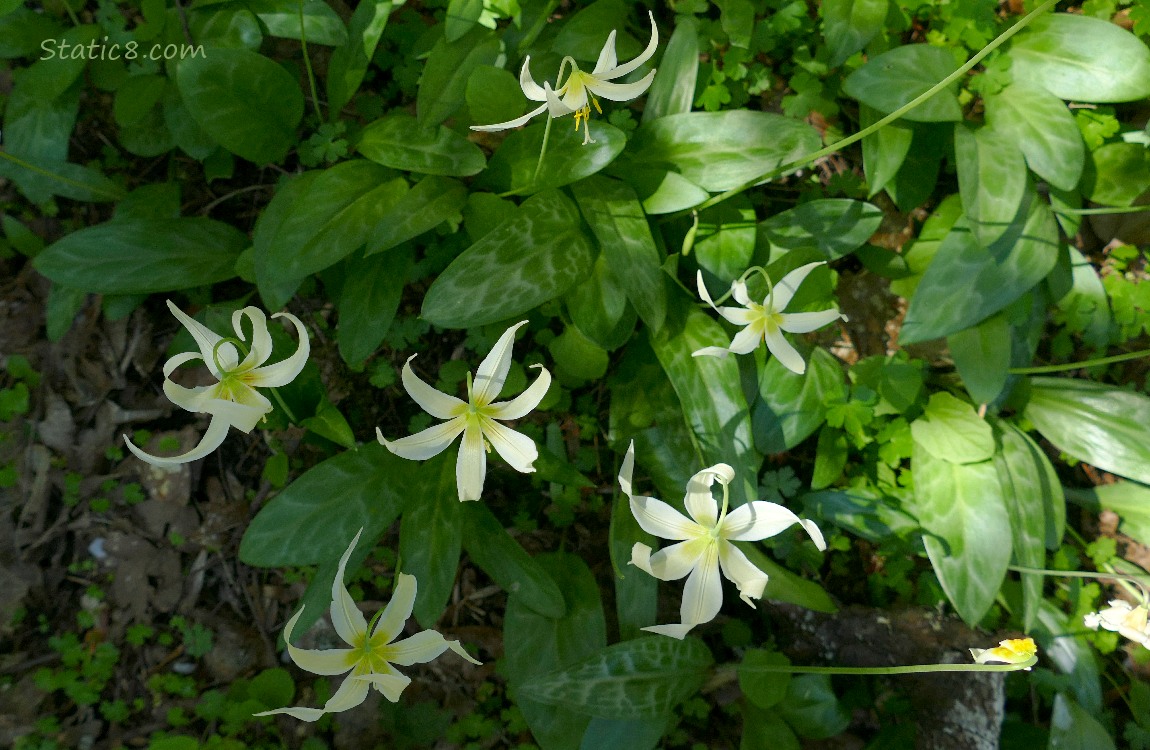 Looking down at Fawn Lily blooms on the forest floor