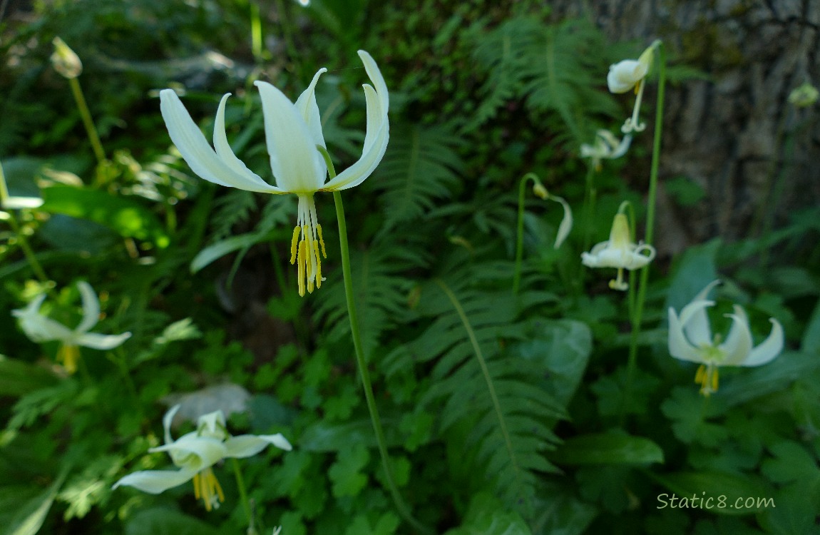 Fawn Lilies and Ferns