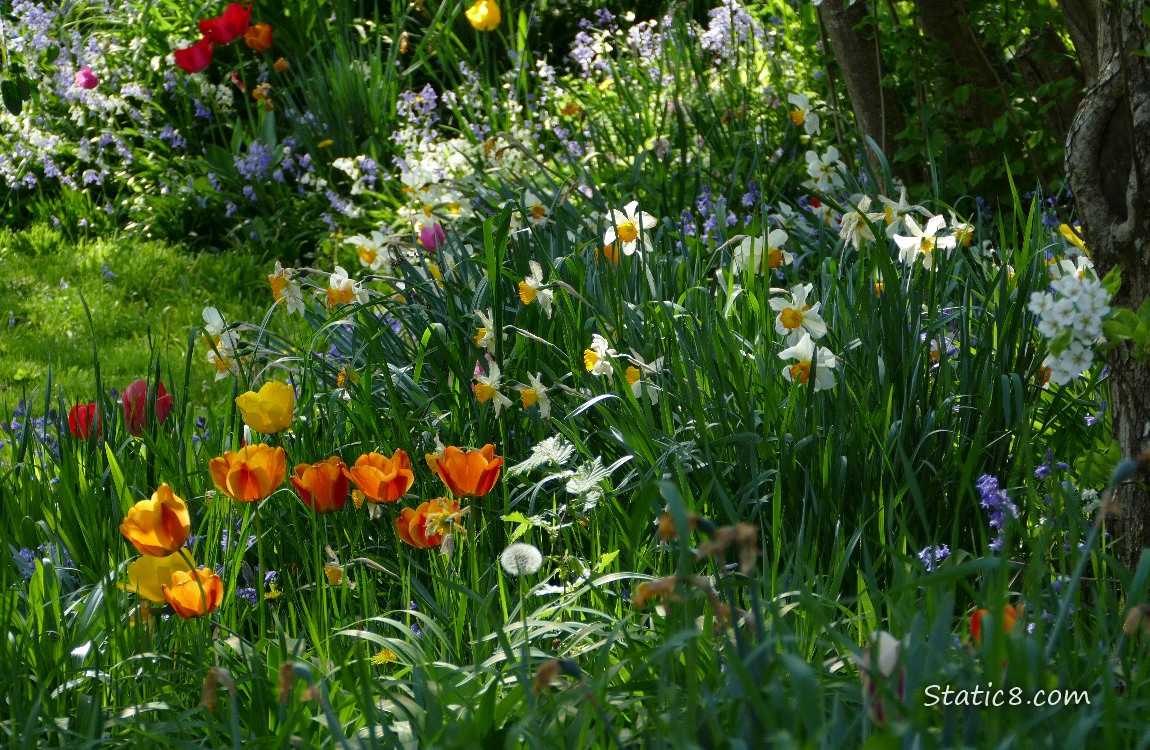 Yard with blooming tulips, daffodils and others