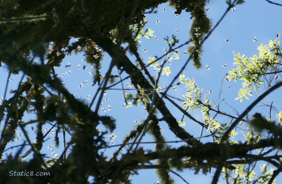 Bees swarming in a tree with blue sky