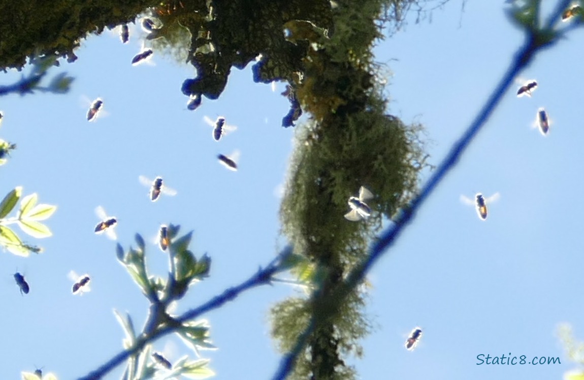 Bees swarming in a tree with blue sky