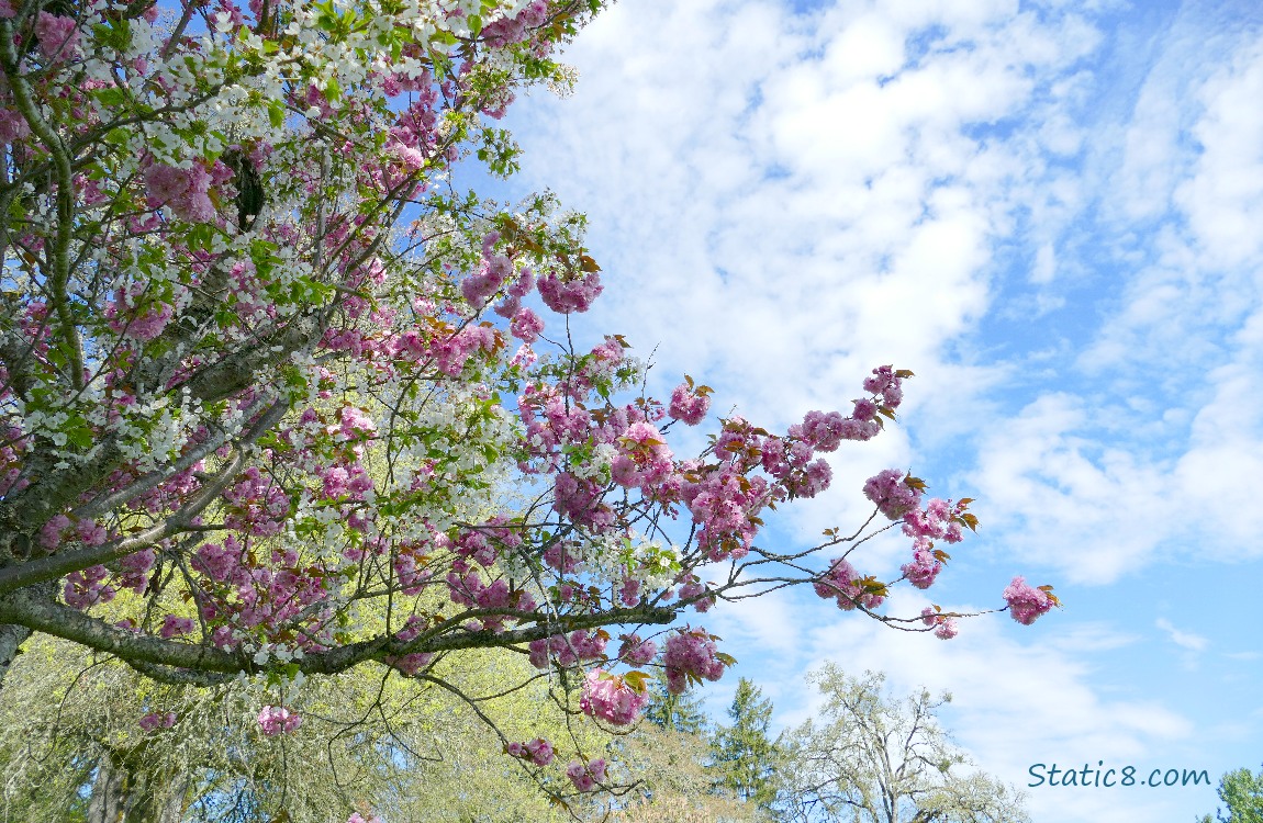 Blooming Cherry tree in front of the blue sky