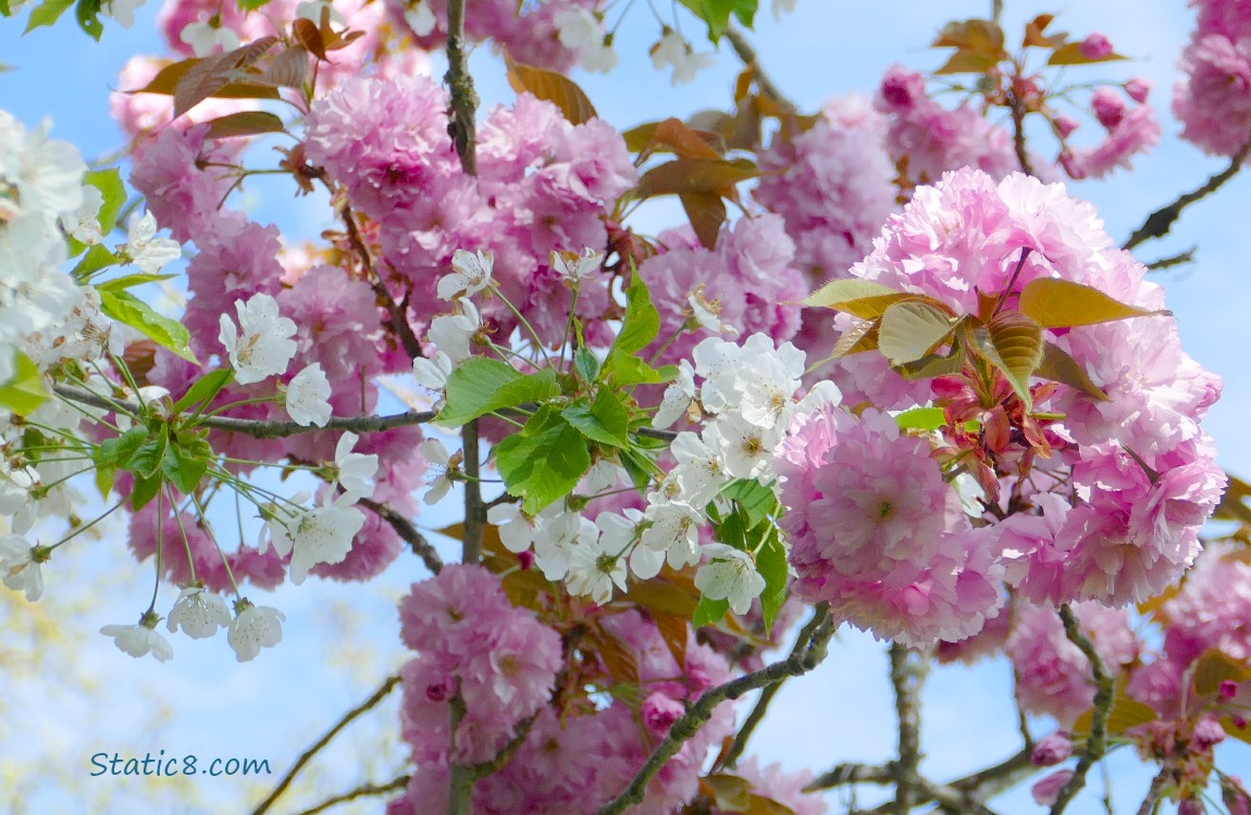 White Cherry Blossoms with Kanzan Cherry Blossoms