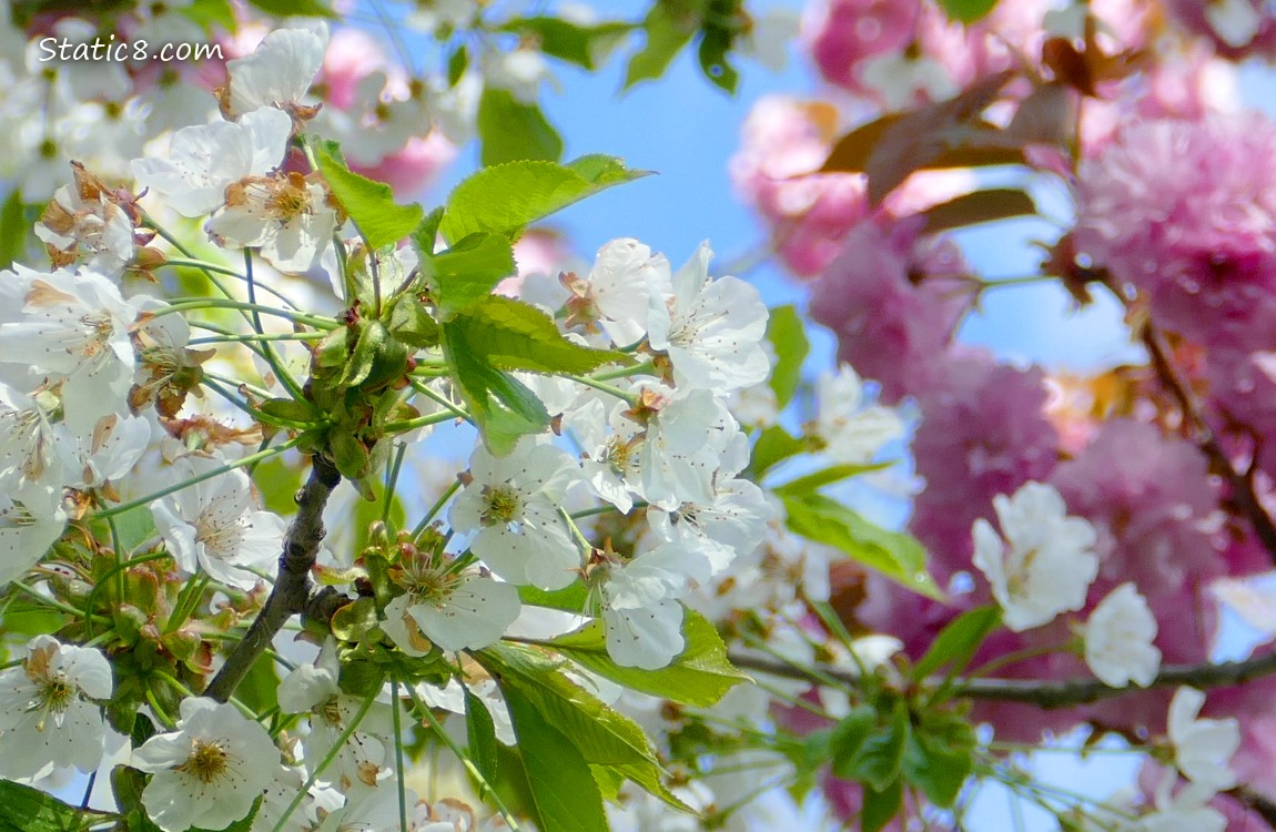White Cherry blossoms in front of pink cherry blossoms and the blue sky