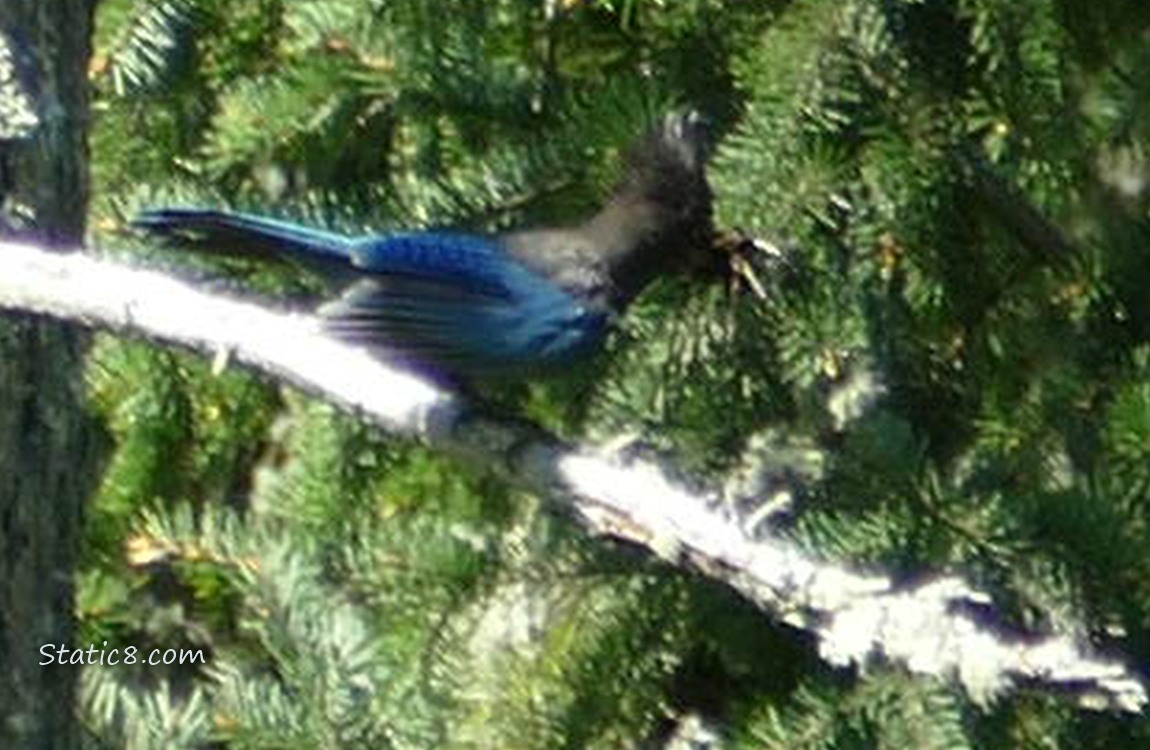 Very Blurry steller Jay