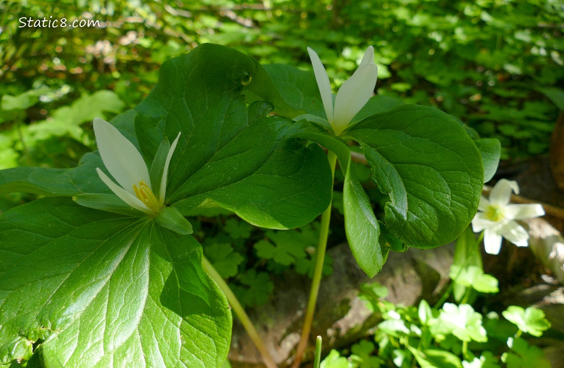 Two Trillium plants blooming on the forst floor