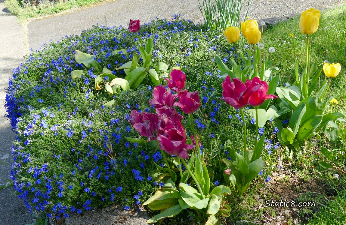 Purple Tulip blooms in front of a blooming Gentian ground cover