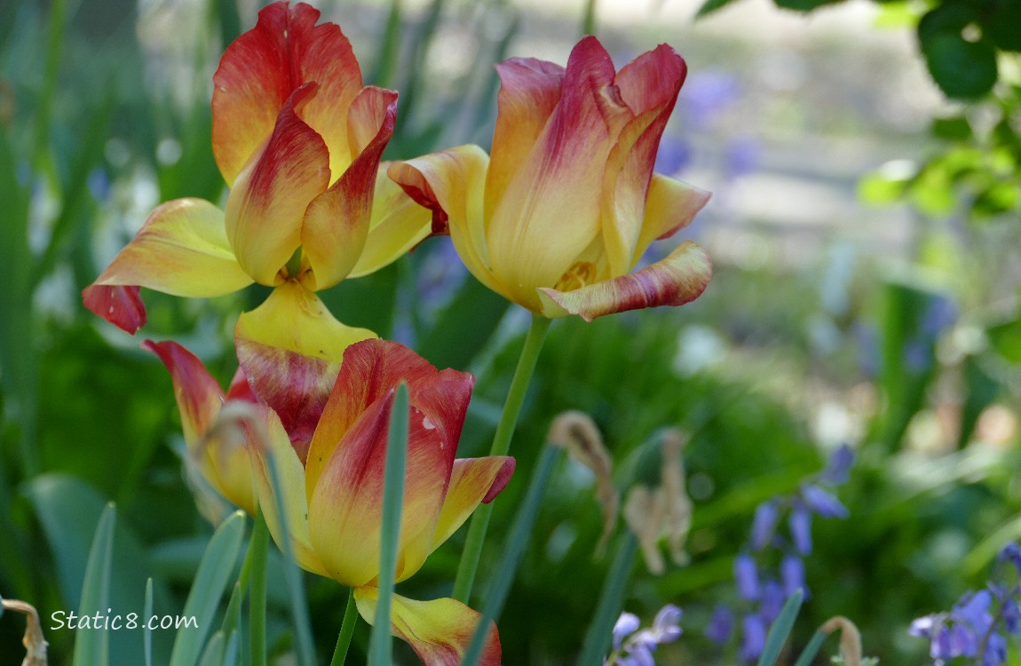 Bicolour tulip blooms in red and yellow