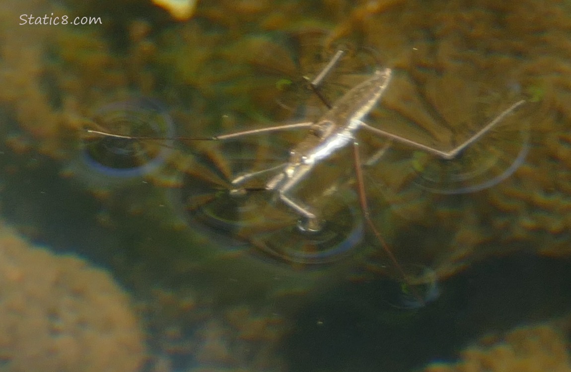 Water Srider standing on water