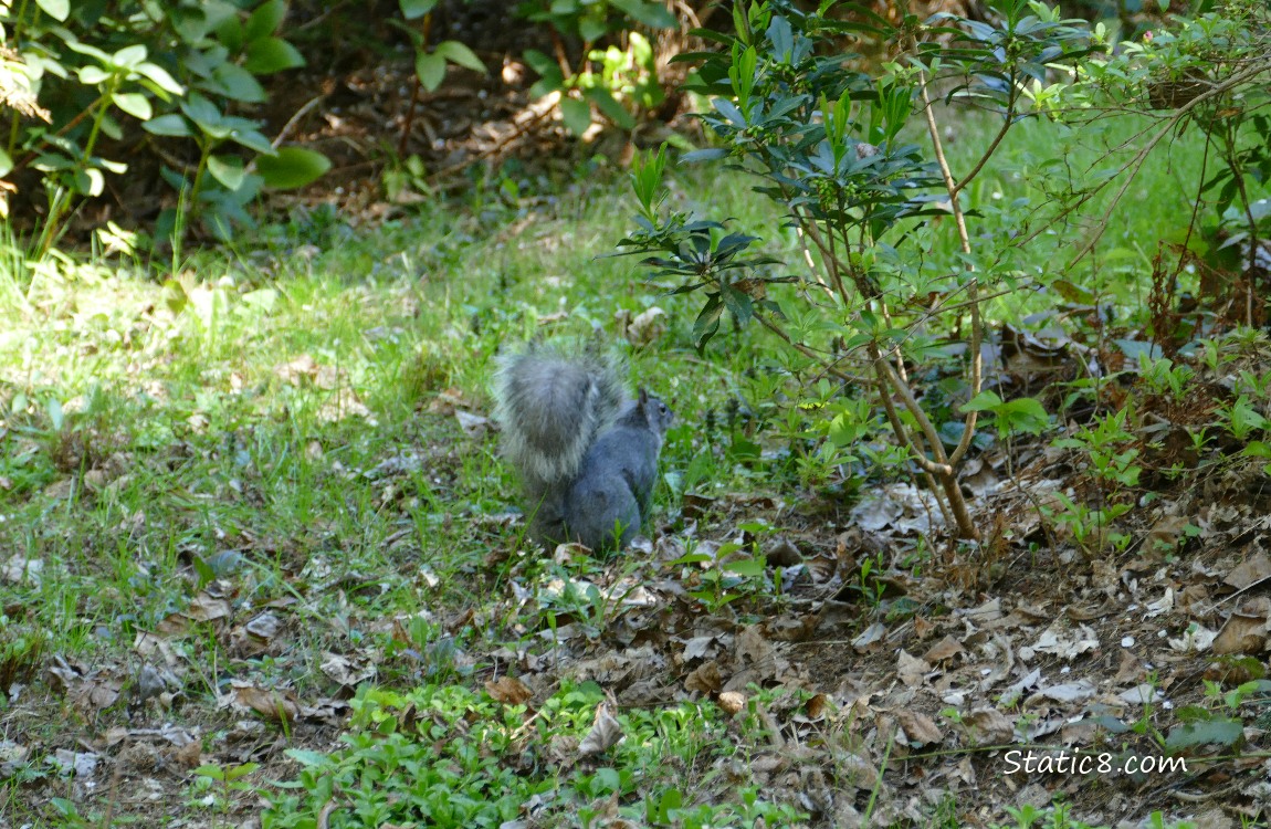 Squirrel standing in the grass