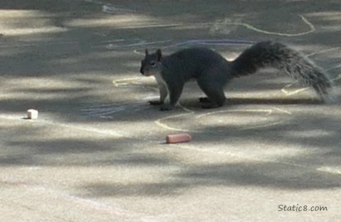 Western Grey Squirrel standing on the sidewalk with some chalks