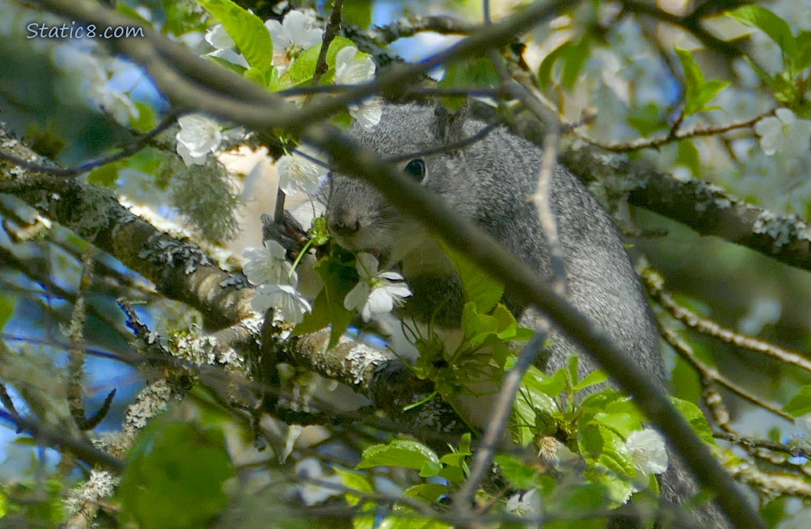 Grey Squirrel eating a cherry blossom